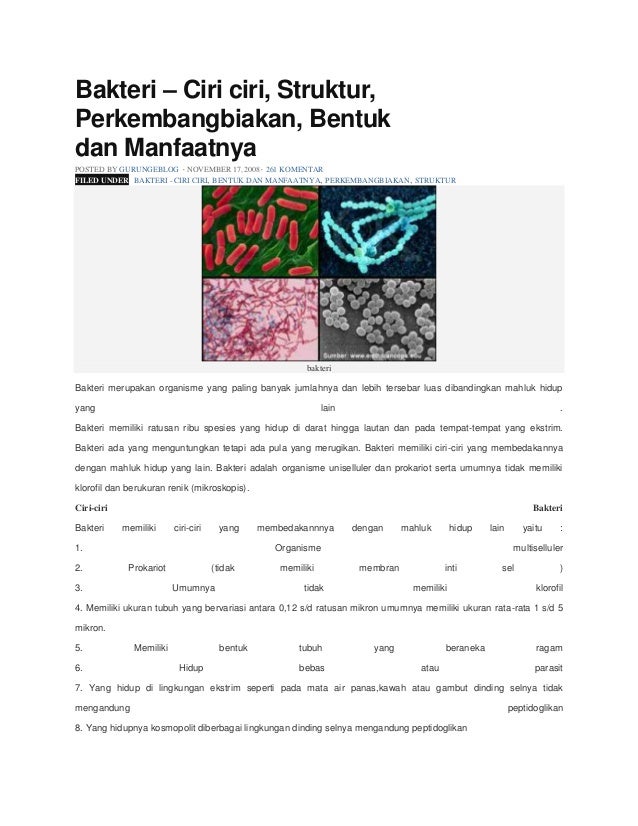 Bakteri