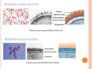 BAKTERI GRAM NEGATIF
Contoh: gram negatif Escherichia coli
Kapsul
Membran luar
Peptidoglikan
Membran plasma
Sitoplasma
Peptidoglikan
Membran plasma
Sitoplasma
Contoh: gram positif Bacillus subtilis
BAKTERI GRAM POSITIF
 