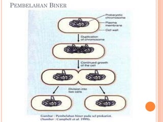 PEMBELAHAN BINER
 