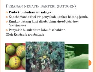 PERANAN NEGATIF BAKTERI (PATOGEN)
 Pada tumbuhan misalnya:
 Xanthomonas citri >> penyebab kanker batang jeruk.
 Kanker batang kopi disebabkan Agrobacterium
tumefaciens
 Penyakit busuk daun labu disebabkan
Oleh Erwienia tracheipila
 