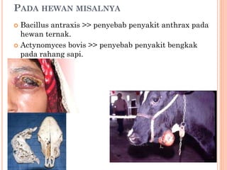 PADA HEWAN MISALNYA
 Bacillus antraxis >> penyebab penyakit anthrax pada
hewan ternak.
 Actynomyces bovis >> penyebab penyakit bengkak
pada rahang sapi.
 
