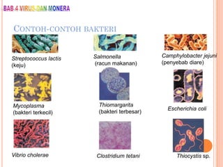 CONTOH-CONTOH BAKTERI
Streptococcus lactis
(keju)
Salmonella
(racun makanan)
Camphylobacter jejuni
(penyebab diare)
Mycoplasma
(bakteri terkecil)
Thiomargarita
(bakteri terbesar)
Escherichia coli
Vibrio cholerae Clostridium tetani Thiocystis sp.
 