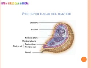 STRUKTUR DASAR SEL BAKTERI
Sitoplasma
Ribosom
Nukleoid (DNA)
Membran plasma
Dinding sel
Peptidoglikan
Membran luar
Kapsul
 