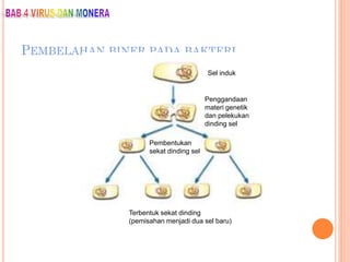 PEMBELAHAN BINER PADA BAKTERI
Sel induk
Penggandaan
materi genetik
dan pelekukan
dinding sel
Pembentukan
sekat dinding sel
Terbentuk sekat dinding
(pemisahan menjadi dua sel baru)
 
