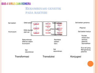 REKOMBINASI GENETIK
PADA BAKTERI
Transformasi Transduksi Konjugasi
Sel bakteri DNA bebas
Kromosom
DNA diambil
oleh sel
Rekombinasi
DNA ke dalam
kromosom
Sel
rekombinan
Bakteriofage
Infeksi fage
Pelepasan fage
Reinfeksi
bakteri
baru
Sel
rekombinan
Sel bakteri pertama
Plasmid
Sel bakteri kedua
Kontak
antara dua
sel;kopi
plasmid
dipindahkan
Dua sel yang
Mengandung
plasmid
 