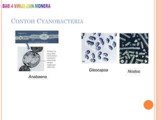 CONTOH CYANOBACTERIA
Anabaena
Gleocapsa Nostoc
 