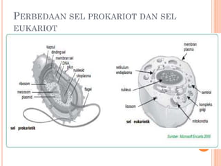 PERBEDAAN SEL PROKARIOT DAN SEL
EUKARIOT
 