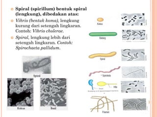  Spiral (spirillum) bentuk spiral
(lengkung), dibedakan atas:
 Vibrio (bentuk koma), lengkung
kurang dari setengah lingkaran.
Contoh: Vibrio cholerae.
 Spiral, lengkung lebih dari
setengah lingkaran. Contoh:
Spirochaeta pallidum.
 