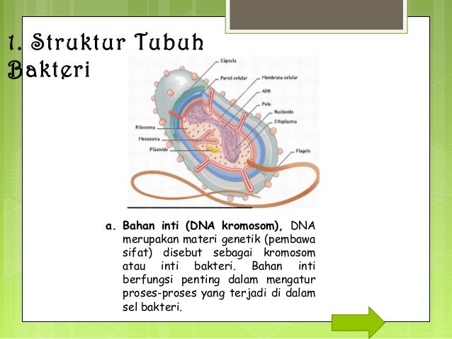 Bakteri Dan Strukturnya Bakteri Dan Strukturnya