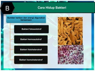 Cara Hidup Bakteri
B
Sumber karbon dan energi digunakan
bersamaan
Bakteri fotoautotrof
Bakteri kemoautotrof
Bakteri fotoheterotrof
Bakteri kemoheterotrof
 