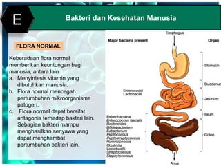 Print MasterBakteri dan Kesehatan Manusia
E
FLORA NORMAL
Keberadaan flora normal
memberikan keuntungan bagi
manusia, antara lain :
a. Menyintesis vitamin yang
dibutuhkan manusia.
b. Flora normal mencegah
pertumbuhan mikroorganisme
patogen.
c. Flora normal dapat bersifat
antagonis terhadap bakteri lain.
Sebagian bakteri mampu
menghasilkan senyawa yang
dapat menghambat
pertumbuhan bakteri lain.
 