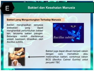Print MasterBakteri dan Kesehatan Manusia
E
Bakteri yang Menguntungkan Terhadap Manusia
Bakteri menghasilkan senyawa
antibakteri yang dapat
menghambat pertumbuhan bakteri
lain, terutama bakteri patogen.
Beberapa contoh diantaranya
adalah basitrasin dihasilkan oleh
Bacillus subtilis,
Bakteri juga dapat dibuat menjadi vaksin
dengan cara mematikan atau
melemahkan bakteri, contohnya vaksin
BCG (Bacillus Calmet Guirine) untuk
penyakit TBC
 