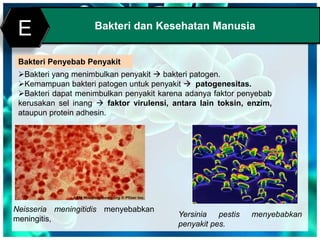 Print MasterBakteri dan Kesehatan Manusia
E
Bakteri Penyebab Penyakit
Bakteri yang menimbulkan penyakit  bakteri patogen.
Kemampuan bakteri patogen untuk penyakit  patogenesitas.
Bakteri dapat menimbulkan penyakit karena adanya faktor penyebab
kerusakan sel inang  faktor virulensi, antara lain toksin, enzim,
ataupun protein adhesin.
Neisseria meningitidis menyebabkan
meningitis,
Yersinia pestis menyebabkan
penyakit pes.
 