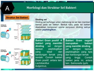 Morfologi dan Struktur Sel Bakteri
Struktur Sel Bakteri
Dinding sel
Dinding sel berfungsi untuk melindungi isi sel dan memberi
bentuk pada sel bakteri. Bentuk kaku pada sel bakteri
disebabkan komponen utama penyusun dinding selnya
adalah peptidoglikan.
Bakteri Gram positif 
bakteri yang memiliki
dinding sel dengan
lapisan peptidoglikan
yang tebal dan
kandungan lemak yang
rendah. Contoh bakteri
Gram positif, antara lain:
Lactobacillus
bulgaricus,
Bakteri Gram negatif
merupakan bakteri
yang memiliki dinding
sel dengan lapisan
peptidoglikan yang tipis
dan kandungan lemak
yang tinggi. Contoh
bakteri jenis ini, antara
lain: Salmonella typhi,
A
 