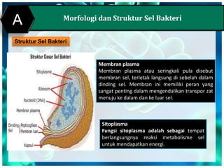 Morfologi dan Struktur Sel Bakteri
Struktur Sel Bakteri
A
Membran plasma
Membran plasma atau seringkali pula disebut
membran sel, terletak langsung di sebelah dalam
dinding sel. Membran ini memiliki peran yang
sangat penting dalam mengendalikan transpor zat
menuju ke dalam dan ke luar sel.
Sitoplasma
Fungsi sitoplasma adalah sebagai tempat
berlangsungnya reaksi metabolisme sel
untuk mendapatkan energi.
 