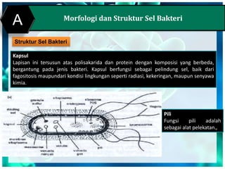 Morfologi dan Struktur Sel Bakteri
Struktur Sel Bakteri
A
Pili
Fungsi pili adalah
sebagai alat pelekatan.,
Kapsul
Lapisan ini tersusun atas polisakarida dan protein dengan komposisi yang berbeda,
bergantung pada jenis bakteri. Kapsul berfungsi sebagai pelindung sel, baik dari
fagositosis maupundari kondisi lingkungan seperti radiasi, kekeringan, maupun senyawa
kimia.
 