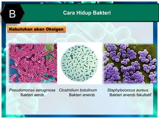 Cara Hidup Bakteri
B
Kebutuhan akan Oksigen
Pseudomonas aeruginosa
Bakteri aerob
Clostridium botulinum
Bakteri anerob
Staphylococcus aureus
Bakteri anerob fakultatif
 