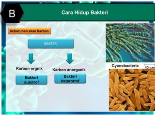 Cara Hidup Bakteri
B
Kebutuhan akan Karbon
BAKTERI
Karbon orgnik Karbon anorganik
Bakteri
autotrof
Bakteri
heterotrof
 