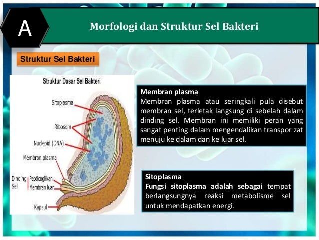 Bakteri