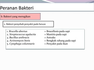2. Bakteri penyebab penyakit pada hewan
Peranan Bakteri
b. Bakteri yang merugikan
1. Brucella abortus = Brucellosis pada sapi
2. Streptococcus agalactia = Mastitis pada sapi
3. Bacillus anthracis = Antraks
4. Actinomyces bovis = Bengkak rahang pada sapi
5. Cytophaga columnaris = Penyakit pada ikan
 