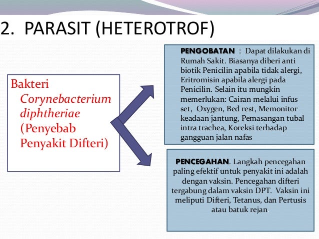Bakteri