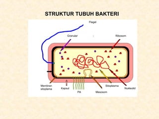 STRUKTUR TUBUH BAKTERI
Sitoplasma
Nukleolid
MesosomPili
Kapsul
Membran
sitoplama
Granular
Flagel
Ribosom
 