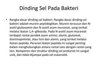 Dinding Sel Pada Bakteri
• Rangka dasar dinding sel bakteri: Rangka dasar dinding sel
bakteri adalah murein peptidoglikan. Murein tersusun dari N-
asetil glukosamin dan N-asetil asam muramat, yang terikat
melalui ikatan 1,4--glikosida. Pada N-asetil asam muramat
terdapat rantai pendek asam amino: alanin, glutamat,
diaminopimelat, atau lisin dan alanin, yang terikat melalui
ikatan peptida. Peranan ikatan peptida ini sangat penting
dalam menghubungkan antara rantai satu dengan rantai yang
lain. Komponen dan struktur dinding sel prokariot ini sangat
unik, dan tidak dijumpai pada sel eukariotik.
 