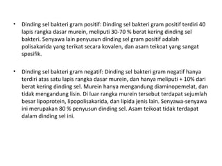 • Dinding sel bakteri gram positif: Dinding sel bakteri gram positif terdiri 40
lapis rangka dasar murein, meliputi 30-70 % berat kering dinding sel
bakteri. Senyawa lain penyusun dinding sel gram positif adalah
polisakarida yang terikat secara kovalen, dan asam teikoat yang sangat
spesifik.
• Dinding sel bakteri gram negatif: Dinding sel bakteri gram negatif hanya
terdiri atas satu lapis rangka dasar murein, dan hanya meliputi + 10% dari
berat kering dinding sel. Murein hanya mengandung diaminopemelat, dan
tidak mengandung lisin. Di luar rangka murein tersebut terdapat sejumlah
besar lipoprotein, lipopolisakarida, dan lipida jenis lain. Senyawa-senyawa
ini merupakan 80 % penyusun dinding sel. Asam teikoat tidak terdapat
dalam dinding sel ini.
 