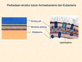 Perbedaan struktur tubuh Archaebacteria dan Eubacteria
Dinding sel
Membran plasma
Sitoplasma
peptidoglikan
 