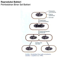 Reproduksi Bakteri
Pembelahan Biner Sel Bakteri
 