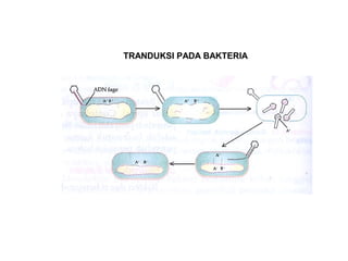 TRANDUKSI PADA BAKTERIA
 