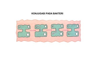 KONJUGASI PADA BAKTERI
 