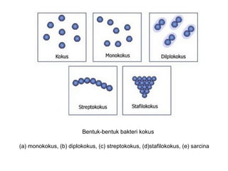 Bentuk-bentuk bakteri kokus
(a) monokokus, (b) diplokokus, (c) streptokokus, (d)stafilokokus, (e) sarcina
 
