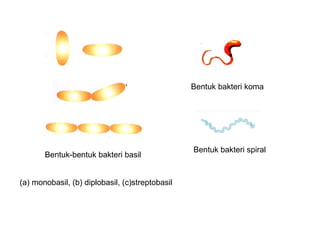 (a) monobasil, (b) diplobasil, (c)streptobasil
Bentuk-bentuk bakteri basil
Bentuk bakteri spiral
Bentuk bakteri koma
 
