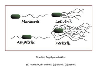 (a) monotrik, (b) amfitrik, (c) lofotrik, (d) peritrik
Tipe-tipe flagel pada bakteri
 