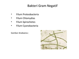 Bakteri Gram Negatif
• Filum Proteobacteria
• Filum Chlamydias
• Filum Spirochetes
• Filum Cyanobacteria
Gambar Anabaena :
 