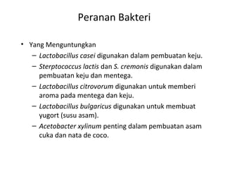 Peranan Bakteri
• Yang Menguntungkan
– Lactobacillus casei digunakan dalam pembuatan keju.
– Sterptococcus lactis dan S. cremonis digunakan dalam
pembuatan keju dan mentega.
– Lactobacillus citrovorum digunakan untuk memberi
aroma pada mentega dan keju.
– Lactobacillus bulgaricus digunakan untuk membuat
yugort (susu asam).
– Acetobacter xylinum penting dalam pembuatan asam
cuka dan nata de coco.
 