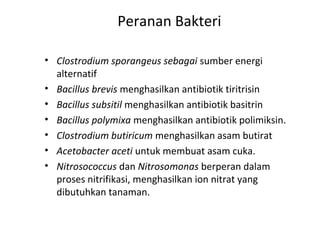 Peranan Bakteri
• Clostrodium sporangeus sebagai sumber energi
alternatif
• Bacillus brevis menghasilkan antibiotik tiritrisin
• Bacillus subsitil menghasilkan antibiotik basitrin
• Bacillus polymixa menghasilkan antibiotik polimiksin.
• Clostrodium butiricum menghasilkan asam butirat
• Acetobacter aceti untuk membuat asam cuka.
• Nitrosococcus dan Nitrosomonas berperan dalam
proses nitrifikasi, menghasilkan ion nitrat yang
dibutuhkan tanaman.
 