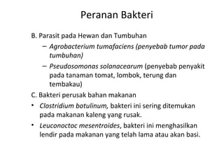 Peranan Bakteri
B. Parasit pada Hewan dan Tumbuhan
– Agrobacterium tumafaciens (penyebab tumor pada
tumbuhan)
– Pseudosomonas solanacearum (penyebab penyakit
pada tanaman tomat, lombok, terung dan
tembakau)
C. Bakteri perusak bahan makanan
• Clostridium botulinum, bakteri ini sering ditemukan
pada makanan kaleng yang rusak.
• Leuconoctoc mesentroides, bakteri ini menghasilkan
lendir pada makanan yang telah lama atau akan basi.
 