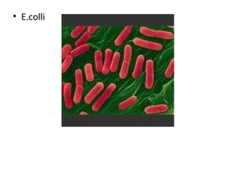 • E.colli
 