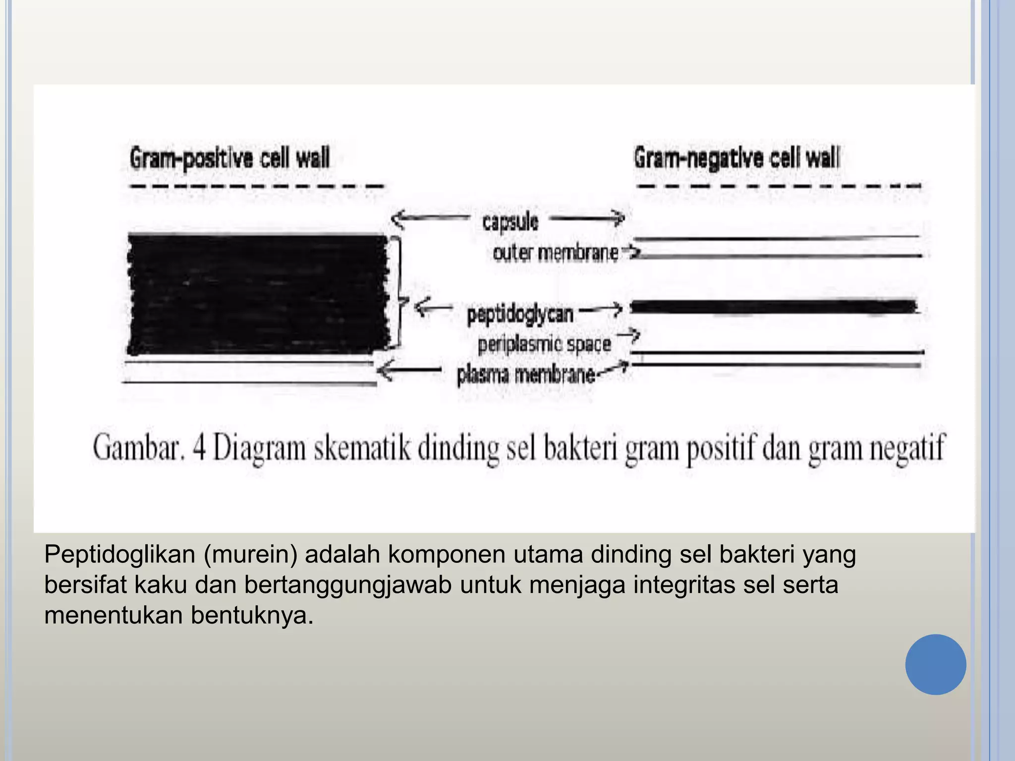 Peptidoglikan (murein) adalah komponen utama dinding sel bakteri yang
bersifat kaku dan bertanggungjawab untuk menjaga integritas sel serta
menentukan bentuknya.
 