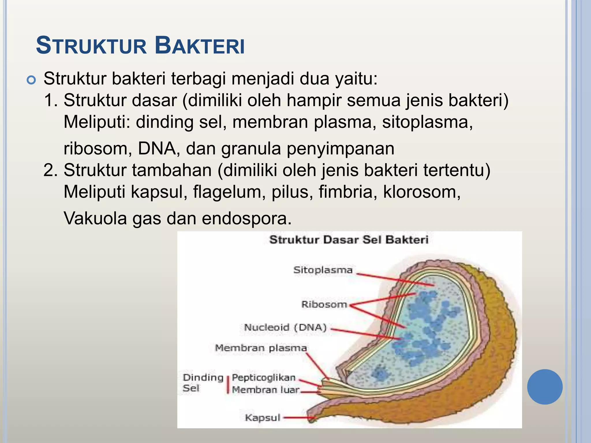 STRUKTUR BAKTERI
 Struktur bakteri terbagi menjadi dua yaitu:
1. Struktur dasar (dimiliki oleh hampir semua jenis bakteri)
Meliputi: dinding sel, membran plasma, sitoplasma,
ribosom, DNA, dan granula penyimpanan
2. Struktur tambahan (dimiliki oleh jenis bakteri tertentu)
Meliputi kapsul, flagelum, pilus, fimbria, klorosom,
Vakuola gas dan endospora.
 