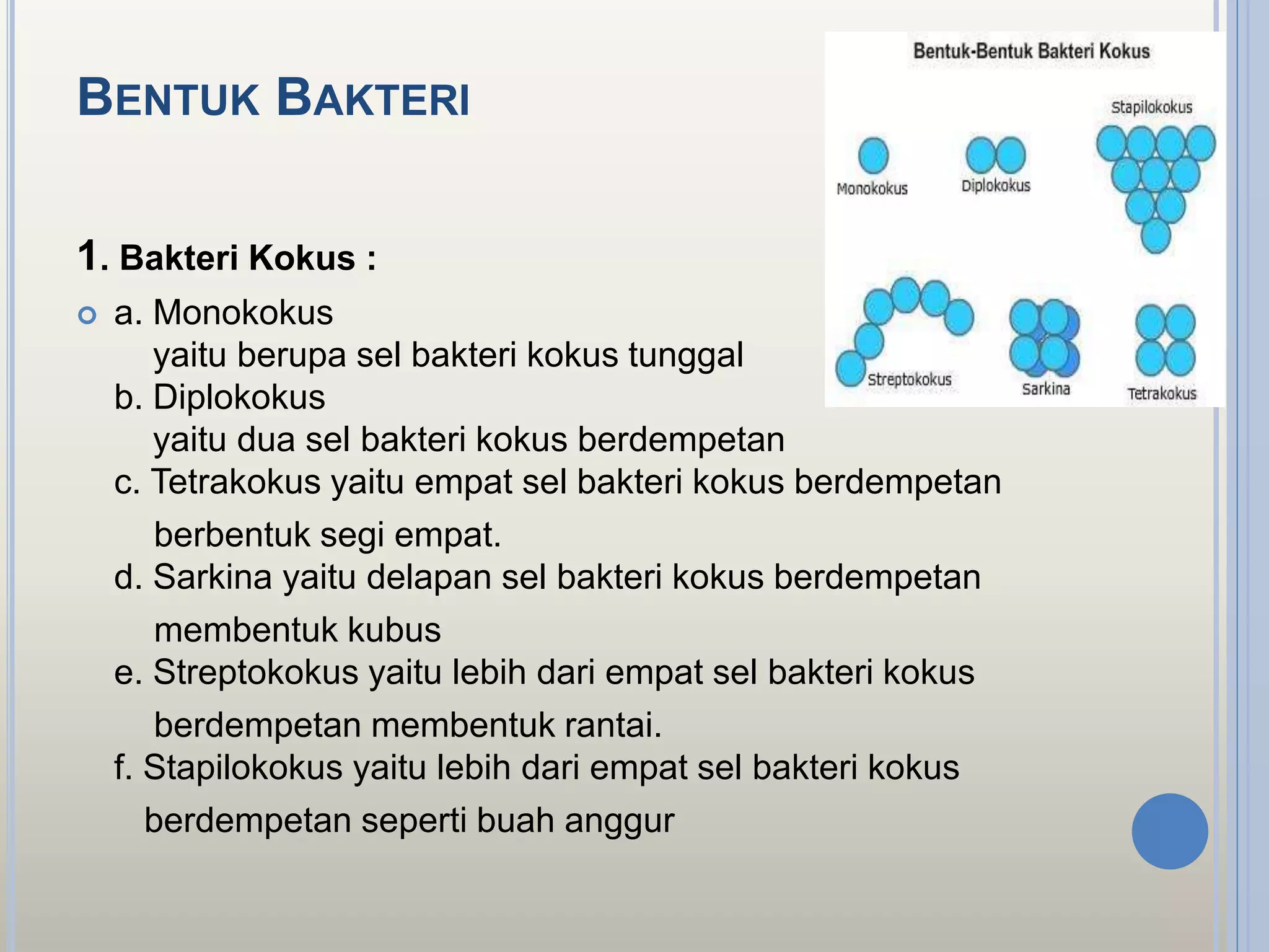 BENTUK BAKTERI
1. Bakteri Kokus :
 a. Monokokus
yaitu berupa sel bakteri kokus tunggal
b. Diplokokus
yaitu dua sel bakteri kokus berdempetan
c. Tetrakokus yaitu empat sel bakteri kokus berdempetan
berbentuk segi empat.
d. Sarkina yaitu delapan sel bakteri kokus berdempetan
membentuk kubus
e. Streptokokus yaitu lebih dari empat sel bakteri kokus
berdempetan membentuk rantai.
f. Stapilokokus yaitu lebih dari empat sel bakteri kokus
berdempetan seperti buah anggur
 