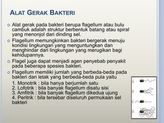 ALAT GERAK BAKTERI
 Alat gerak pada bakteri berupa flagellum atau bulu
cambuk adalah struktur berbentuk batang atau spiral
yang menonjol dari dinding sel.
 Flagellum memungkinkan bakteri bergerak menuju
kondisi lingkungan yang menguntungkan dan
menghindar dari lingkungan yang merugikan bagi
kehidupannya.
 Flagel juga dapat menjadi agen penyebab penyakit
pada beberapa spesies bakteri.
 Flagellum memiliki jumlah yang berbeda-beda pada
bakteri dan letak yang berbeda-beda pula yaitu
1. Monotrik : bila hanya berjumlah satu
2. Lofotrik : bila banyak flagellum disatu sisi
3. Amfitrik : bila banyak flagellum dikedua ujung
4. Peritrik : bila tersebar diseluruh permukaan sel
bakteri
 