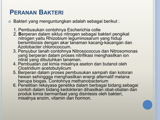 PERANAN BAKTERI
 Bakteri yang menguntungkan adalah sebagai berikut :
1. Pembusukan contohnya Escherichia colie
2. Berperan dalam siklus nitrogen sebagai bakteri pengikat
nitrogen yaitu Rhizobium leguminosarum yang hidup
bersimbiosis dengan akar tanaman kacang-kacangan dan
Azotobacter chlorococcum.
3. Penyubur tanah contohnya Nitrosococcus dan Nitrosomonas
yang berperan dalam proses nitrifikasi menghasilkan ion
nitrat yang dibutuhkan tanaman.
4. Pembuatan zat kimia misalnya aseton dan butanol oleh
Clostridium acetobutylicum
5. Berperan dalam proses pembusukan sampah dan kotoran
hewan sehinggga menghasilkan energi alternatif metana
berupa biogas. Contohnya methanobacterium
6. Penelitian rekayasa genetika dalam berbagai bidang.sebagai
contoh dalam bidang kedokteran dihasilkan obat-obatan dan
produk kimia bermanfaat yang disintesis oleh bakteri,
misalnya enzim, vitamin dan hormon.
 
