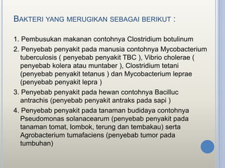 BAKTERI YANG MERUGIKAN SEBAGAI BERIKUT :
1. Pembusukan makanan contohnya Clostridium botulinum
2. Penyebab penyakit pada manusia contohnya Mycobacterium
tuberculosis ( penyebab penyakit TBC ), Vibrio cholerae (
penyebab kolera atau muntaber ), Clostridium tetani
(penyebab penyakit tetanus ) dan Mycobacterium leprae
(penyebab penyakit lepra )
3. Penyebab penyakit pada hewan contohnya Bacilluc
antrachis (penyebab penyakit antraks pada sapi )
4. Penyebab penyakit pada tanaman budidaya contohnya
Pseudomonas solanacearum (penyebab penyakit pada
tanaman tomat, lombok, terung dan tembakau) serta
Agrobacterium tumafaciens (penyebab tumor pada
tumbuhan)
 