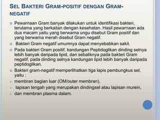SEL BAKTERI GRAM-POSITIF DENGAN GRAM-
NEGATIF
 Pewarnaan Gram banyak dilakukan untuk identifikasi bakteri,
terutama yang berkaitan dengan kesehatan. Hasil pewarnaan ada
dua macam yaitu yang berwarna ungu disebut Gram positif dan
yang berwarna merah disebut Gram negatif.
 Bakteri Gram negatif umumnya dapat menyebabkan sakit.
 Pada bakteri Gram positif, kandungan Peptidoglikan dinding selnya
lebih banyak daripada lipid, dan sebaliknya pada bakteri Gram
negatif, pada dinding selnya kandungan lipid lebih banyak daripada
peptidoglikan.
 Bakteri gram-negatif memperlihatkan tiga lapis pembungkus sel,
yaitu :
 membran bagian luar (OM/outer membran),
 lapisan tengah yang merupakan dindingsel atau lapisan murein,
 dan membran plasma dalam.
 