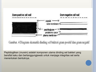 Peptidoglikan (murein) adalah komponen utama dinding sel bakteri yang
bersifat kaku dan bertanggungjawab untuk menjaga integritas sel serta
menentukan bentuknya.
 