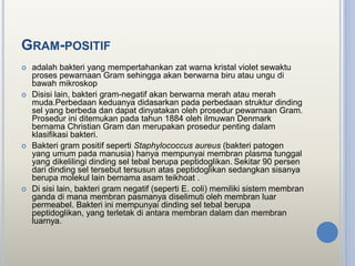 GRAM-POSITIF
 adalah bakteri yang mempertahankan zat warna kristal violet sewaktu
proses pewarnaan Gram sehingga akan berwarna biru atau ungu di
bawah mikroskop
 Disisi lain, bakteri gram-negatif akan berwarna merah atau merah
muda.Perbedaan keduanya didasarkan pada perbedaan struktur dinding
sel yang berbeda dan dapat dinyatakan oleh prosedur pewarnaan Gram.
Prosedur ini ditemukan pada tahun 1884 oleh ilmuwan Denmark
bernama Christian Gram dan merupakan prosedur penting dalam
klasifikasi bakteri.
 Bakteri gram positif seperti Staphylococcus aureus (bakteri patogen
yang umum pada manusia) hanya mempunyai membran plasma tunggal
yang dikelilingi dinding sel tebal berupa peptidoglikan. Sekitar 90 persen
dari dinding sel tersebut tersusun atas peptidoglikan sedangkan sisanya
berupa molekul lain bernama asam teikhoat .
 Di sisi lain, bakteri gram negatif (seperti E. coli) memiliki sistem membran
ganda di mana membran pasmanya diselimuti oleh membran luar
permeabel. Bakteri ini mempunyai dinding sel tebal berupa
peptidoglikan, yang terletak di antara membran dalam dan membran
luarnya.
 