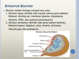 STRUKTUR BAKTERI
 Struktur bakteri terbagi menjadi dua yaitu:
1. Struktur dasar (dimiliki oleh hampir semua jenis bakteri)
Meliputi: dinding sel, membran plasma, sitoplasma,
ribosom, DNA, dan granula penyimpanan
2. Struktur tambahan (dimiliki oleh jenis bakteri tertentu)
Meliputi kapsul, flagelum, pilus, fimbria, klorosom,
Vakuola gas dan endospora.
 
